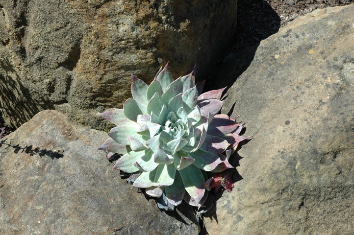 Cambria and Cayucos 011.jpg